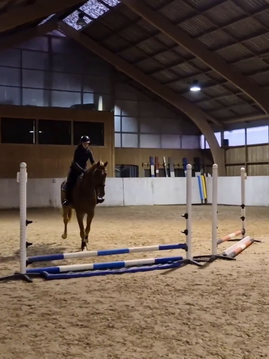 Hoppning hästar till salu: Mycket lovande unghäst ✨️ - Video 2