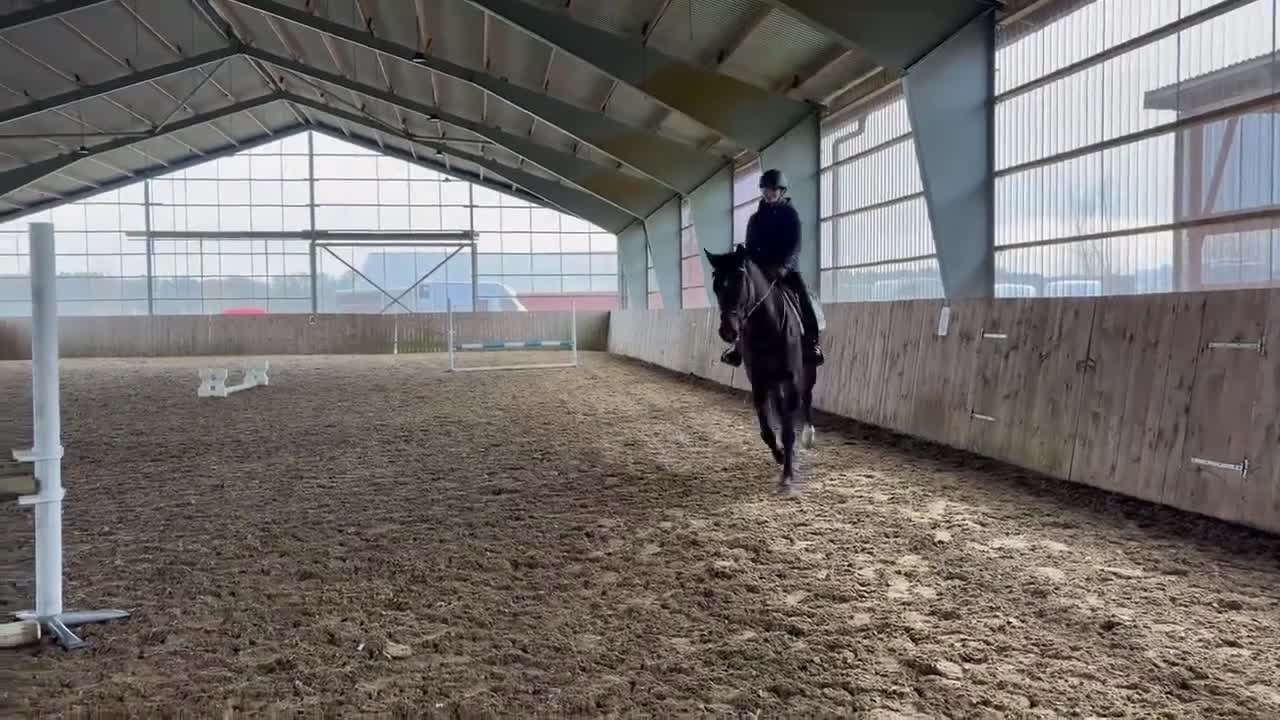 Hoppning hästar till salu: Lovande 4-åring e: Cornetto du Lys PS - Video 2