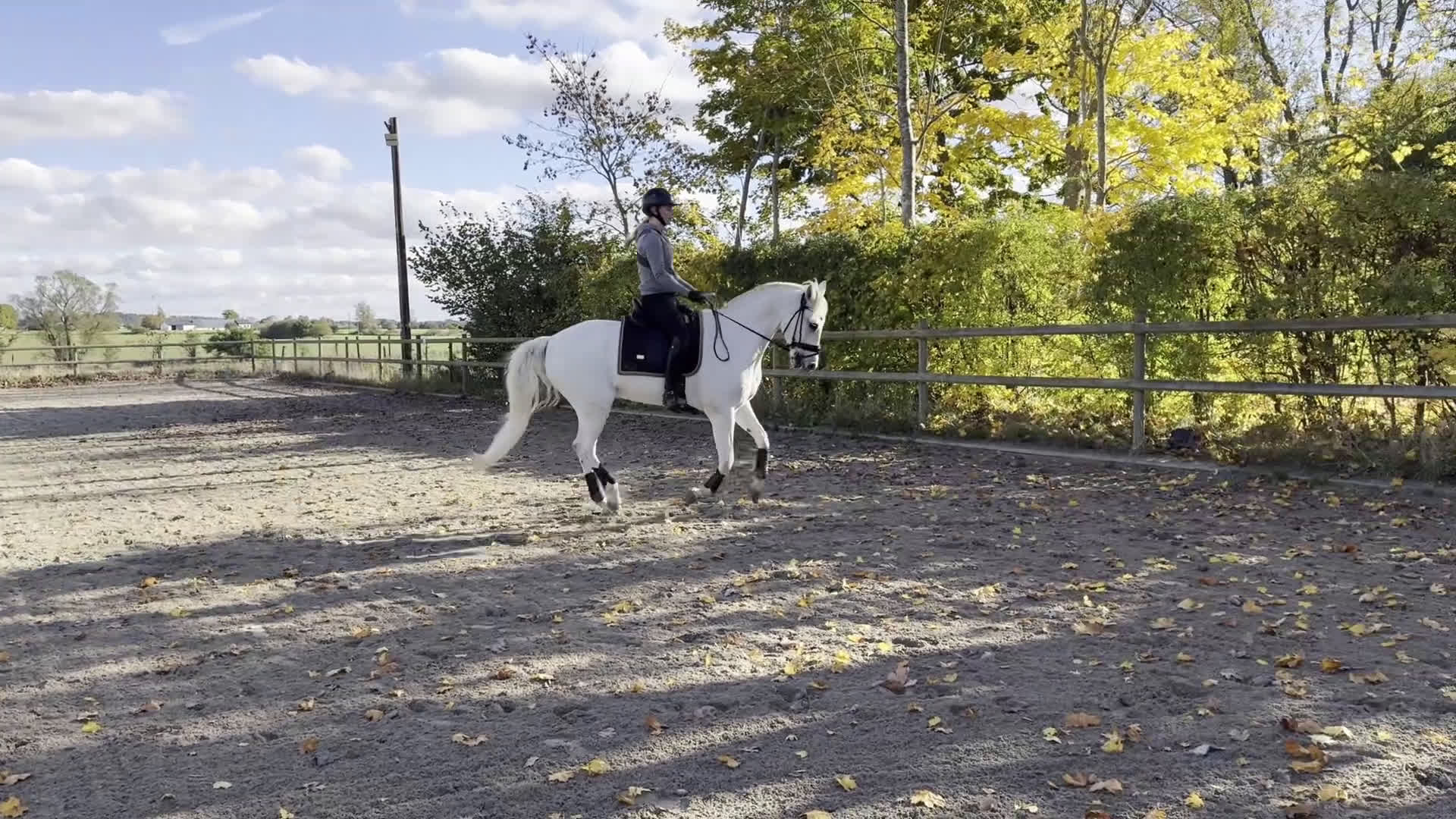 Dressyr hästar till salu: Sagolik dressyrponny i Lund - Video 1