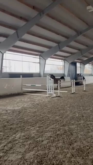 Hoppning hästar till salu: Afterbeat EM – lovande hopptalang efter Heartbeat i Enköping - Video 1