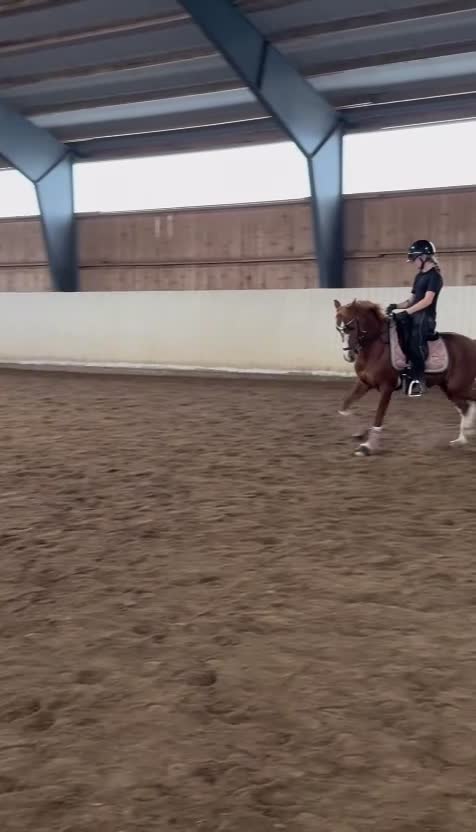 Dressyr hästar till salu: Perfekt läromästare! Dressyrponny C-ponny  - Video 2