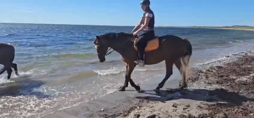 Sällskap hästar till salu: Bästa sällskapshästen - Video 1