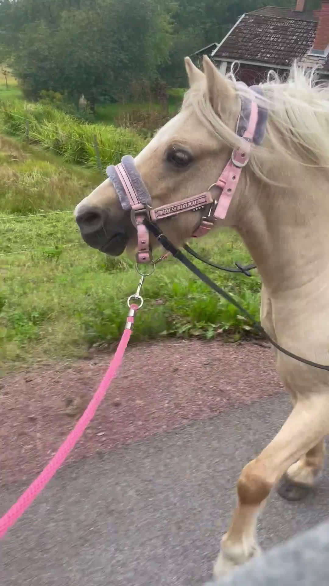 Allround hästar till salu: Söt Ponny  i Orsa - Video 2