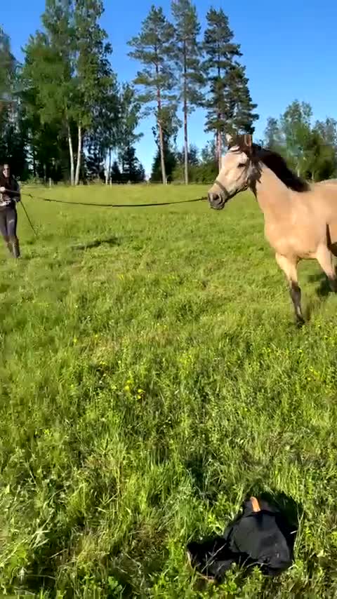 Dressyr hästar till salu: Spansk iberkorsning - Video 1
