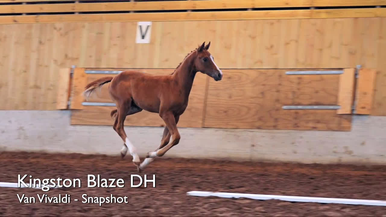 Dressyr hästar till salu: Framtidens dressyr stjärna  i Tingsryd - Video 1