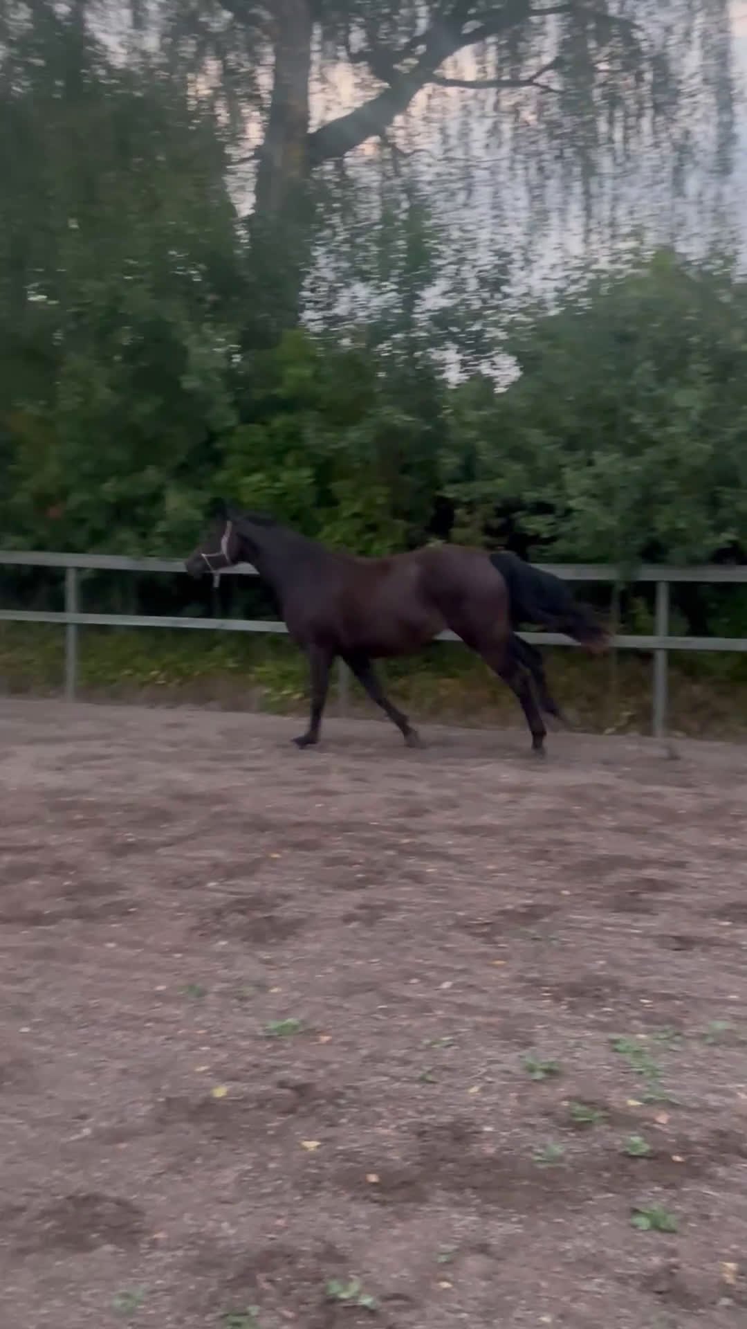 Hoppning hästar till salu: Sto -23 Kanon temperament! i Väring - Video 4