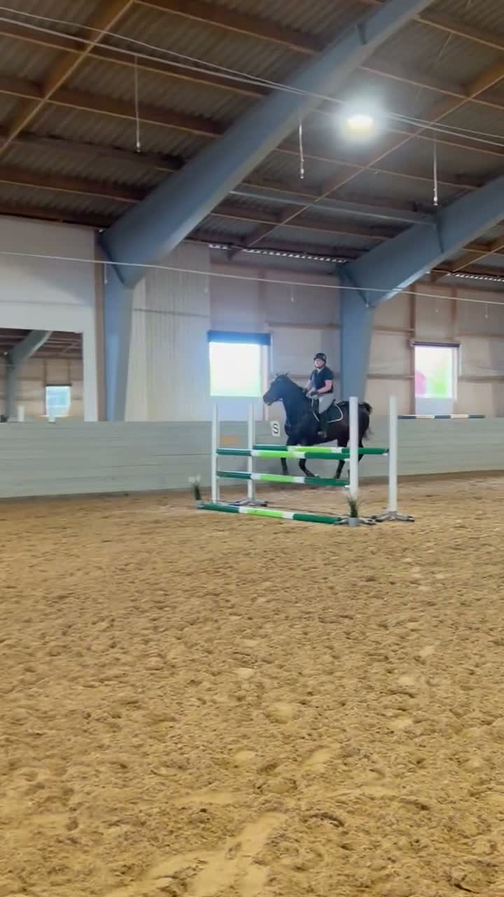 Allround hästar till salu: Snygg och personlig häst för träning och tävling  i Ekerö - Video 1