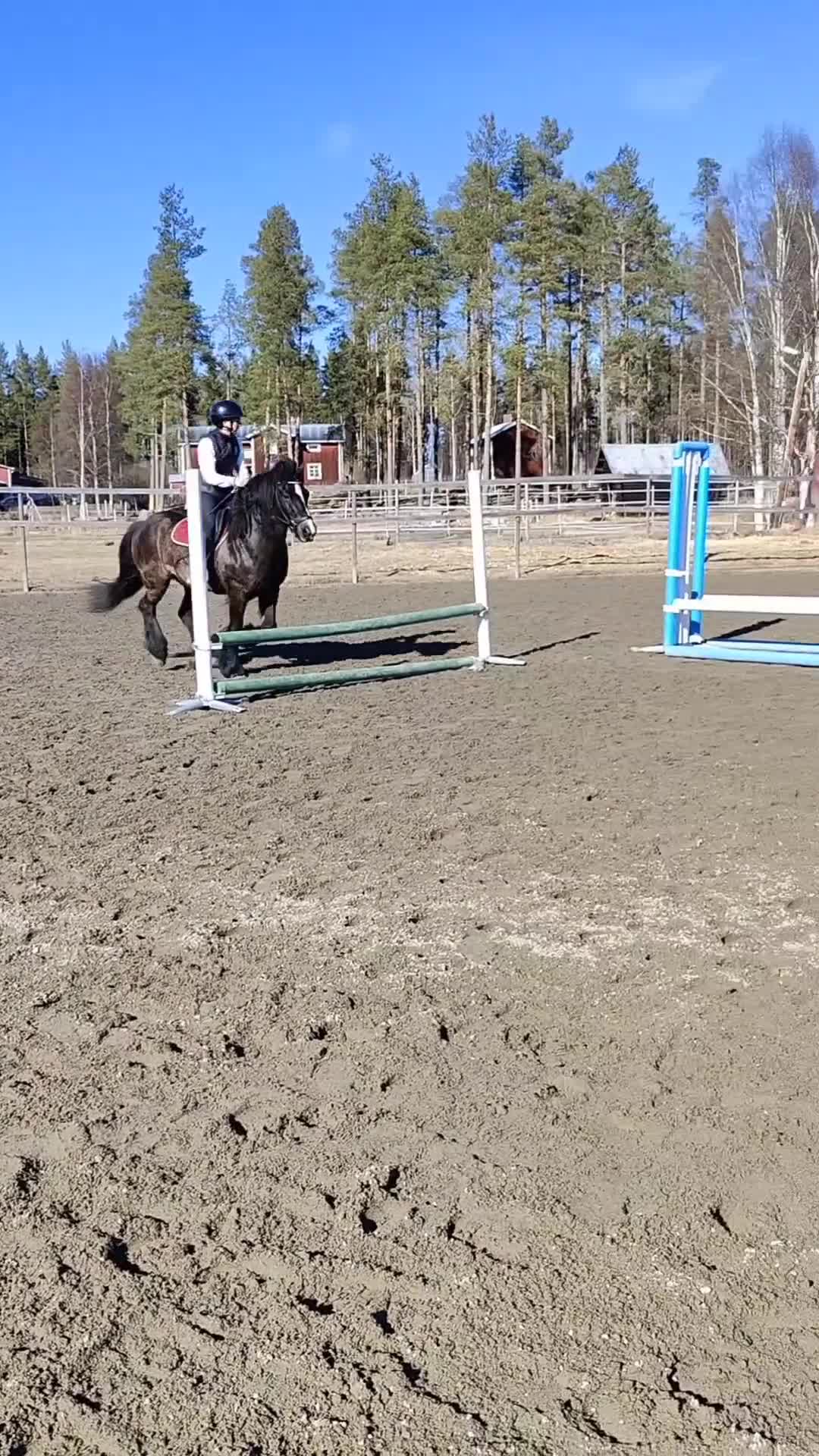 Allround hästar till salu: Världens bästa Teddy - Video 1