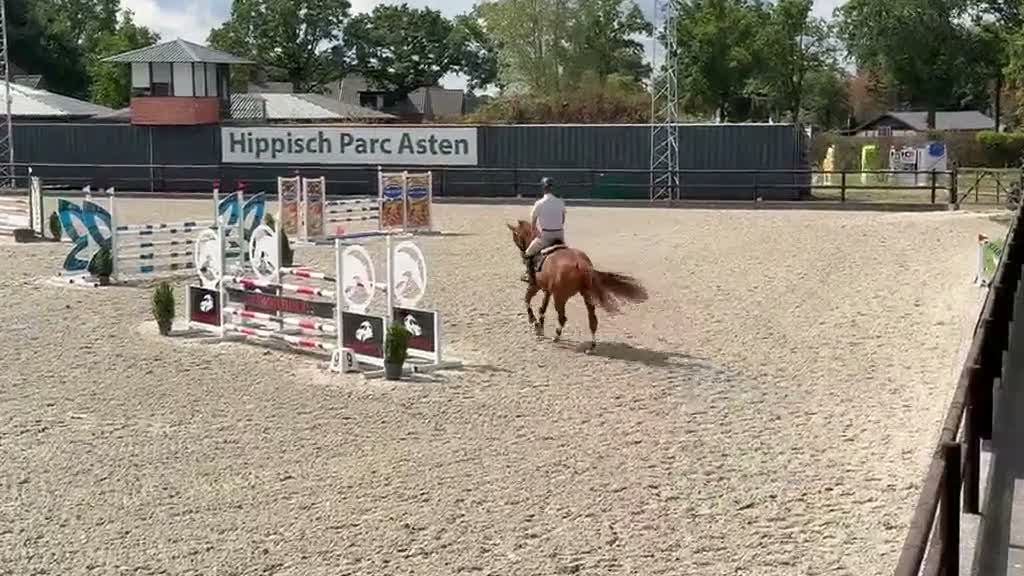 Hoppning hästar till salu: Snygg 5-årig hopphäst efter otroliga Point Break - Video 3