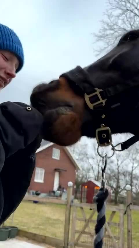 Allround hästar till salu: Sötnöt med hjärta av guld⭐️🥹 - Video 4