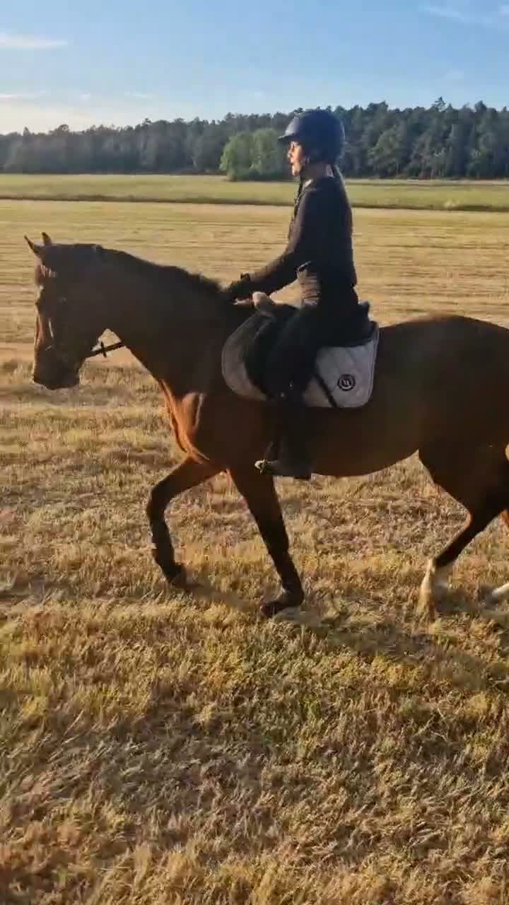 Allround hästar till salu:  Lovande 4-årig SWB-valack med fin ridbarhet - Video 3