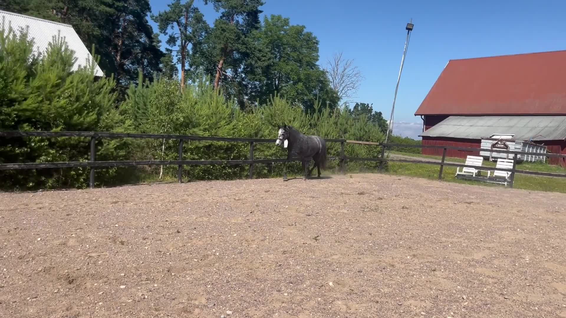 Allround hästar till salu: Välutvecklad connemara u vinnare hoppchamp - Video 2
