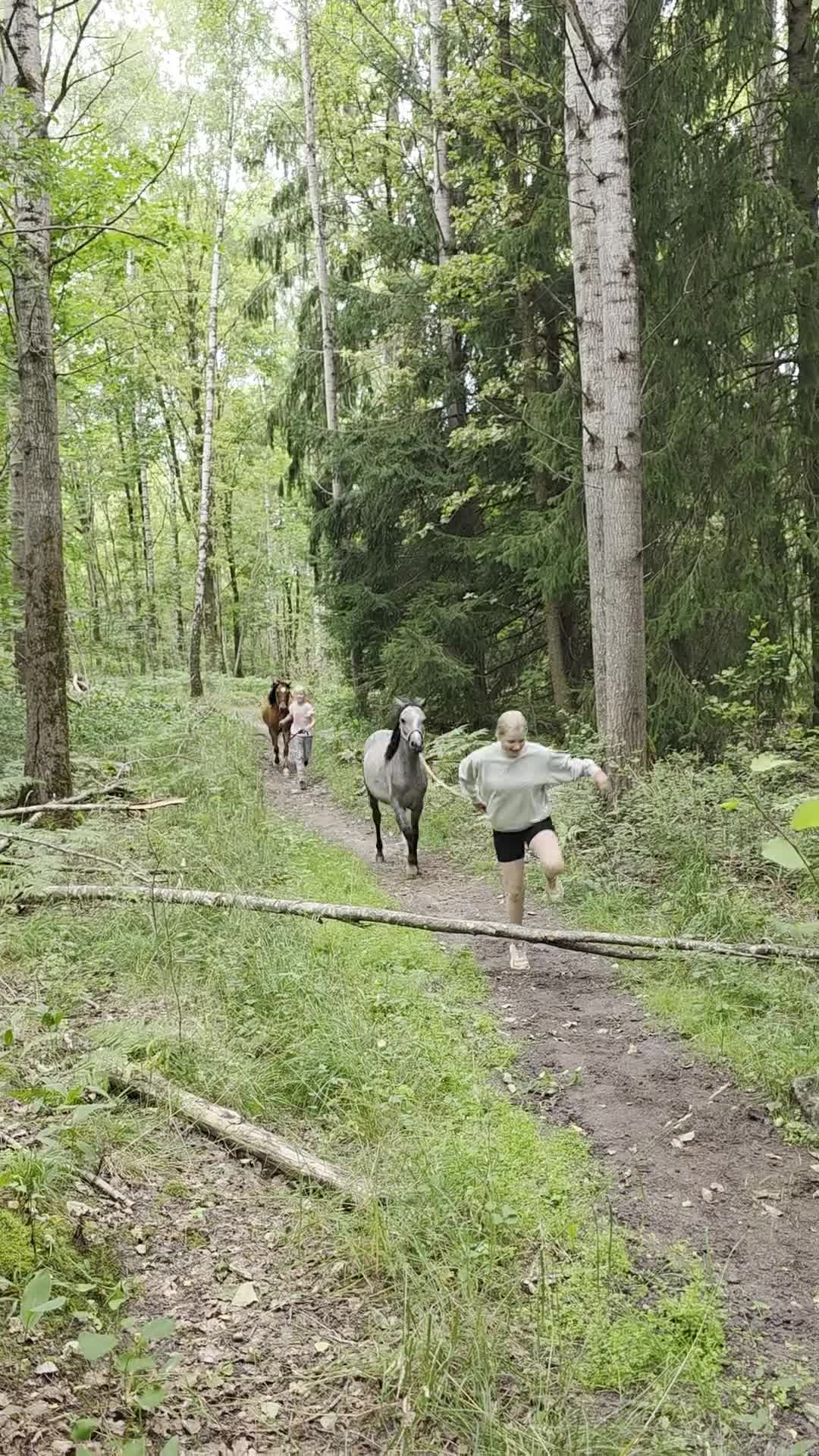 Allround hästar till salu: Välhanterad 1åring Bponny - Video 4