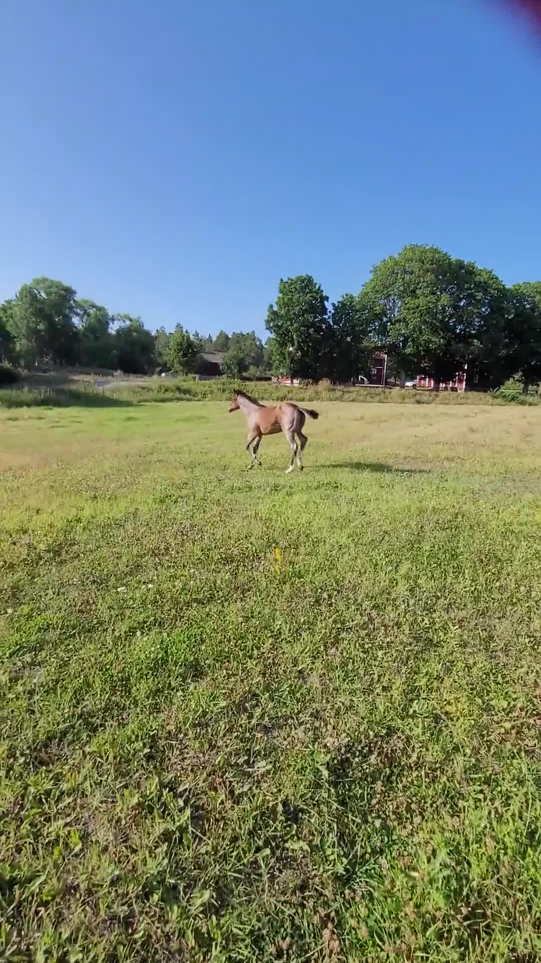 Western hästar till salu: Sötaste quarter ungen i flocken  - Video 3
