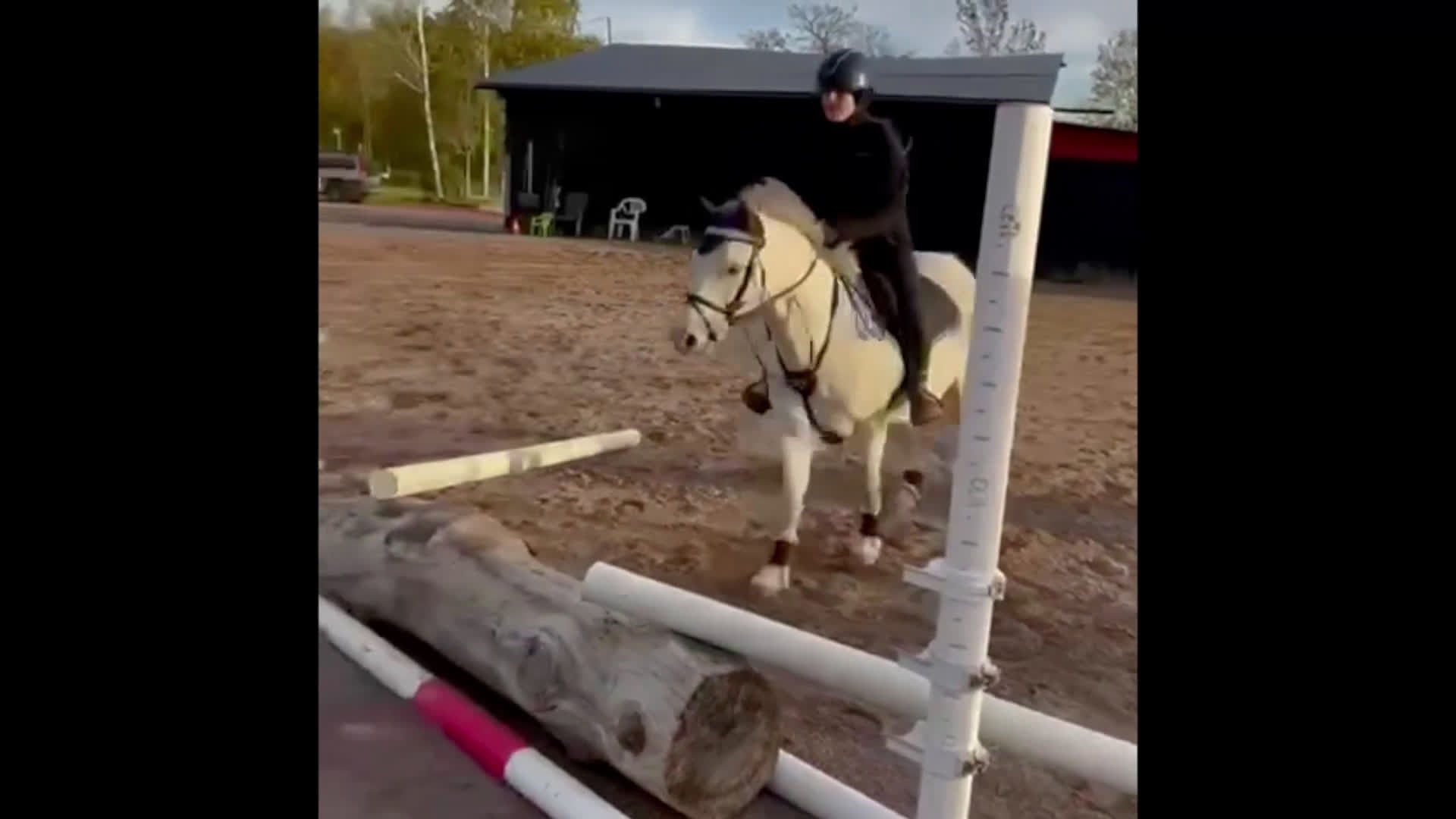 Allround hästar till salu: Trygg bästa kompis - Video 1