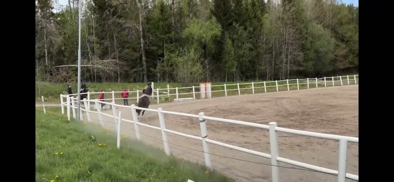 Allround hästar till salu: Svenskfödd maxad C-ponny - Video 1