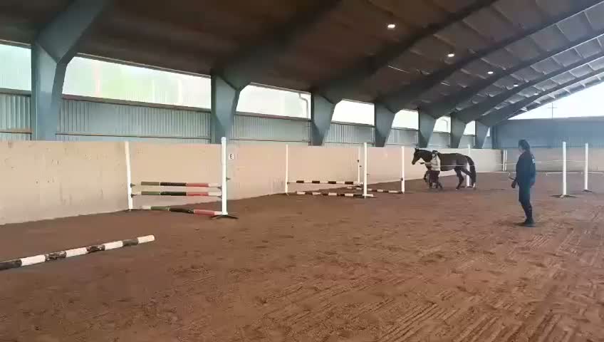 Hoppning hästar till salu: Sto med toppstam! - Video 1