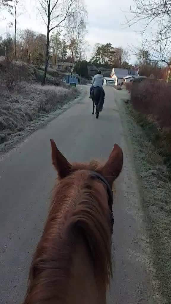 Allround hästar till salu: Projekthästen Bosse  - Video 1