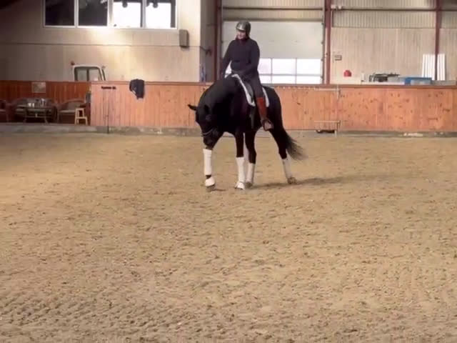 Dressyr hästar till salu: One In A Million  - Video 3