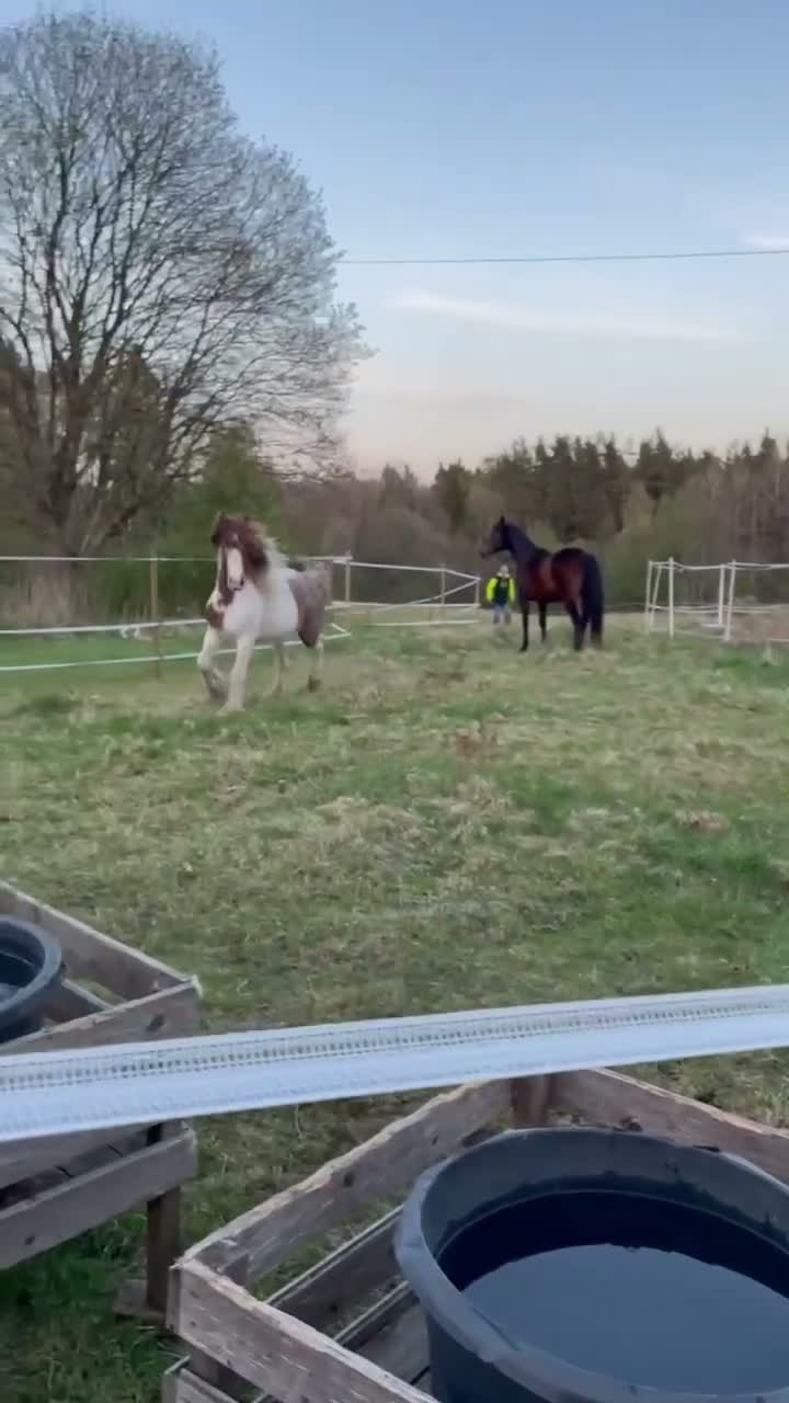 Allround hästar till salu: Riktig blickfångare till ridning & Avel!😍 - Video 2