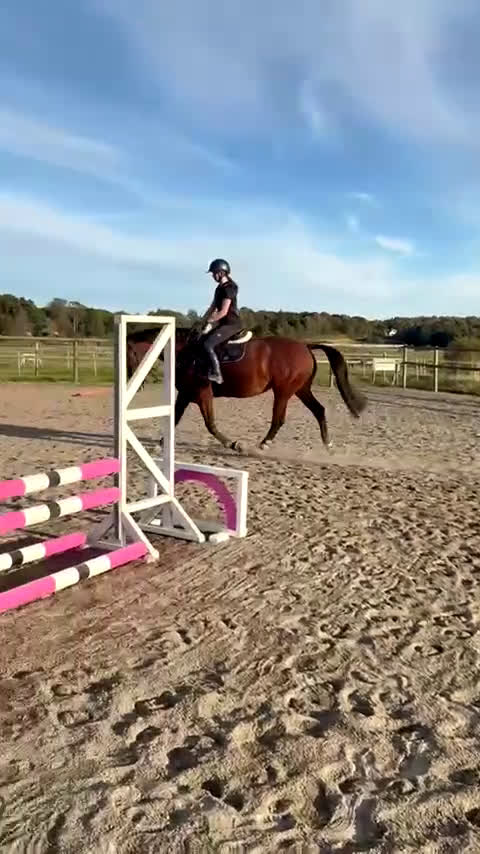 Allround hästar till salu: Sto 2010 söker gott hem, hobby eller sällskap  i Onsala - Video 1