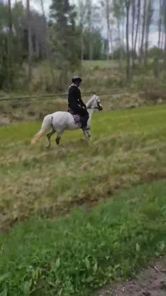 Allround hästar till salu: Supersöt Welsh Mountain - Video 4