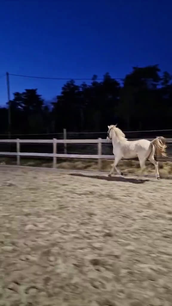 Allround hästar till salu: Framtidsponny med ovanligt färganlag i Åsa - Video 3