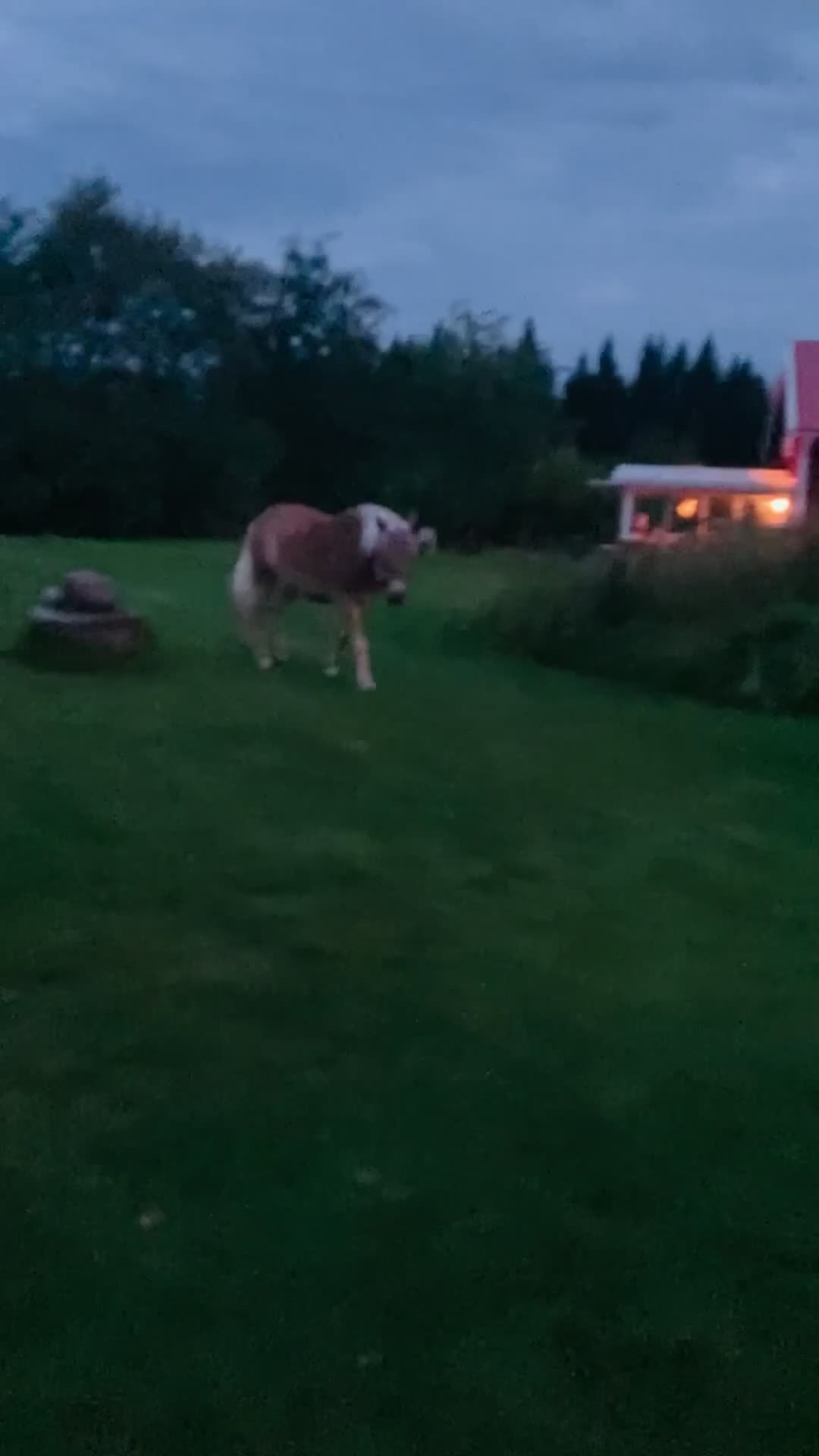 Allround hästar till salu: Skorpan letar efter sin nya familj - Video 3