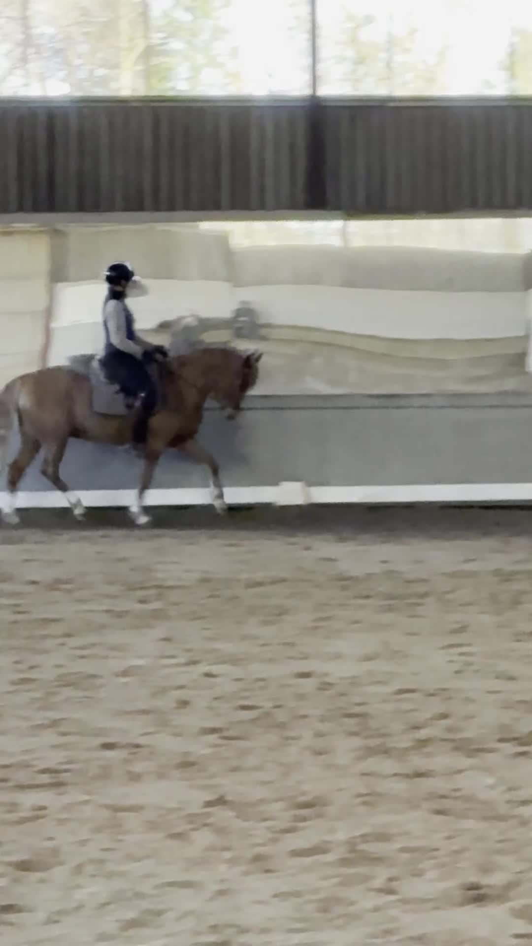 Allround hästar till salu: Fantastisk welshvalack FEI-nivå i Lidköping - Video 3