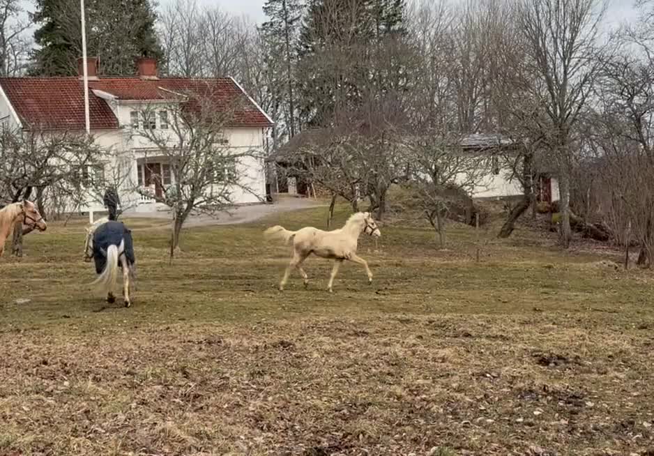 Allround hästar till salu: Vacker blivande D-ponny -24 - Video 1