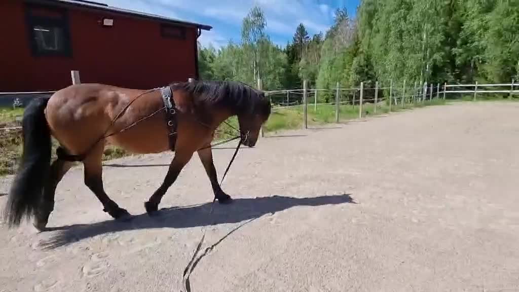 Allround hästar till salu: Lovande allround häst - Video 1