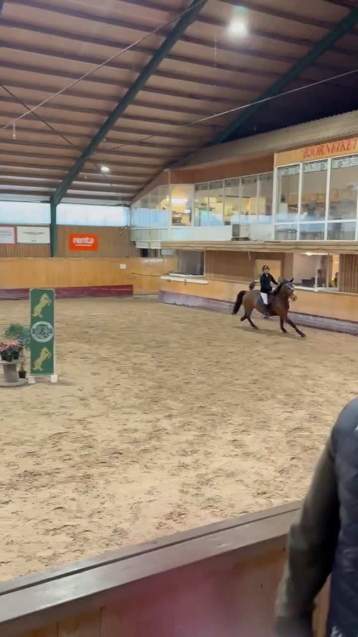 Hoppning hästar till salu: Tillfälle att införskaffa er en Rosettplockare! - Video 1