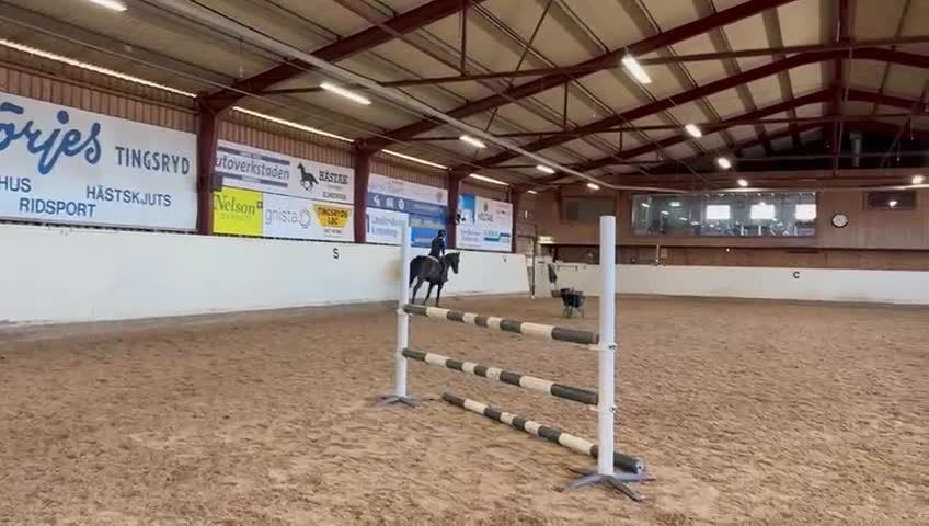 Hoppning hästar till salu: Framtidslöfte  - Video 2