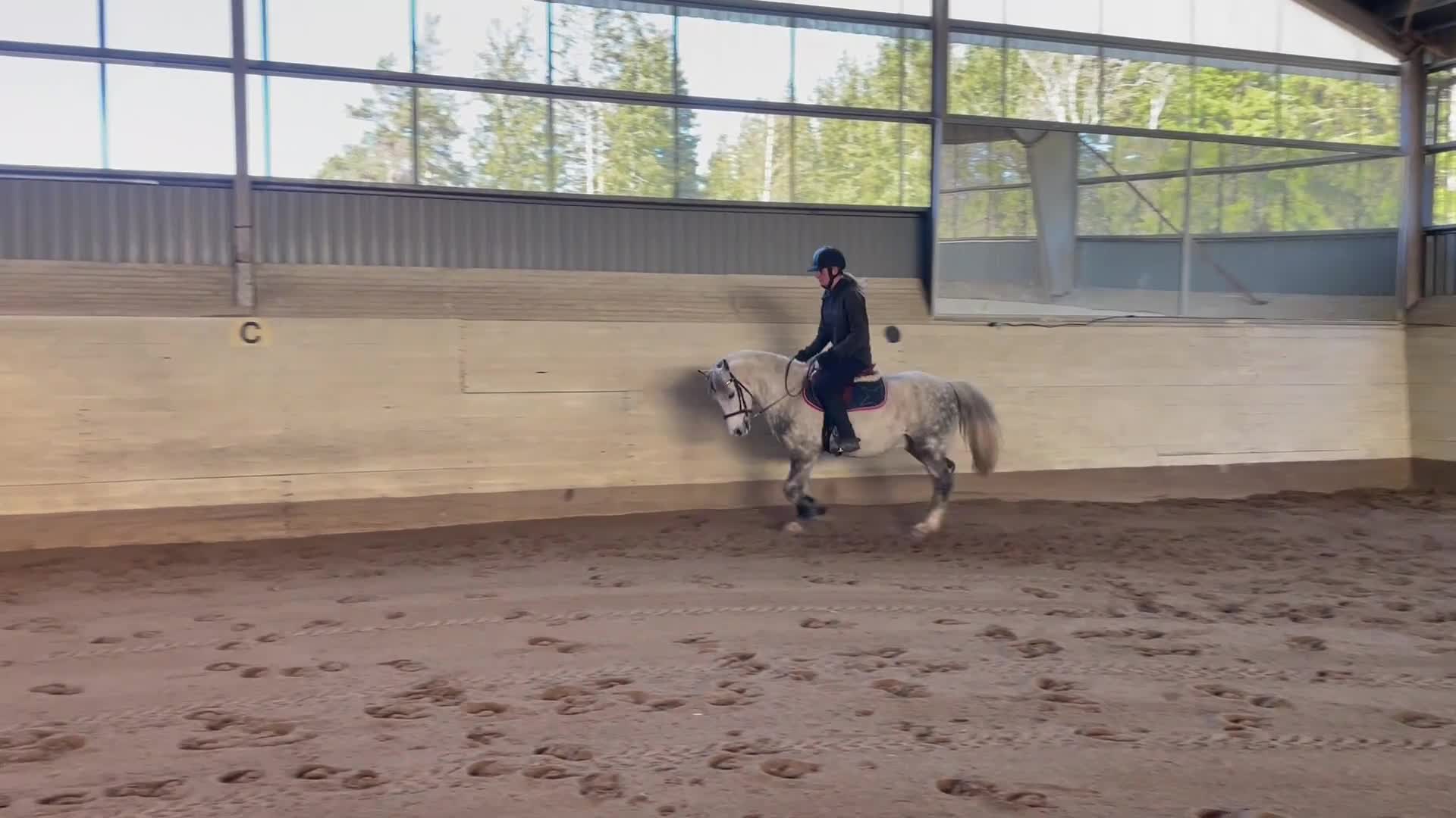 Allround hästar till salu: Sportig B-ponny  - Video 1