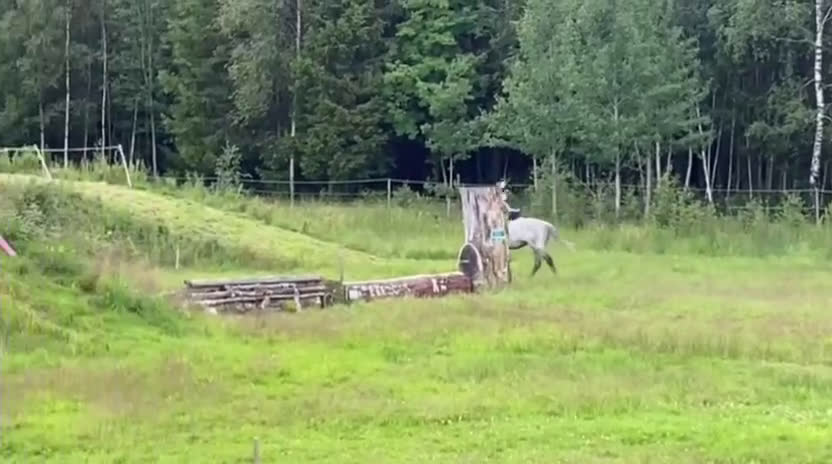 Allround hästar till salu: En hjärtehäst söker sin människa ✨ - Video 2