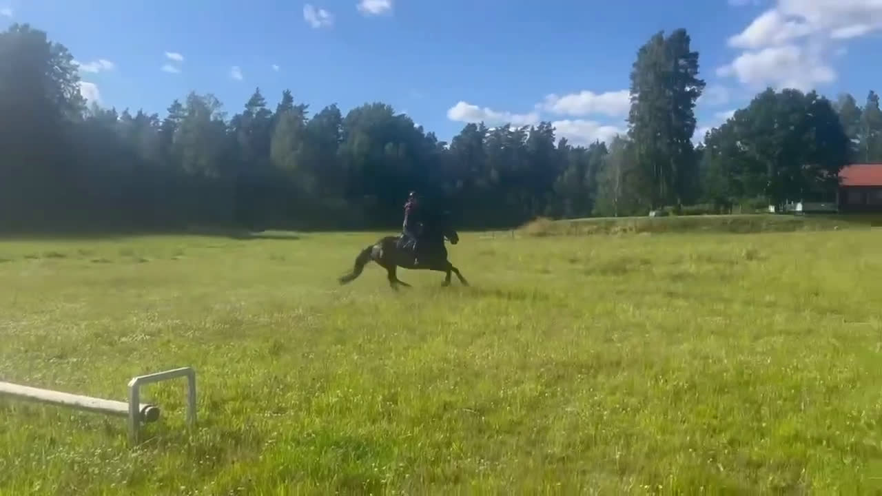 Hoppning hästar till salu: En prinsessa! (NEDSATT PRIS från 140,000:- )) i Strömsholm - Video 4