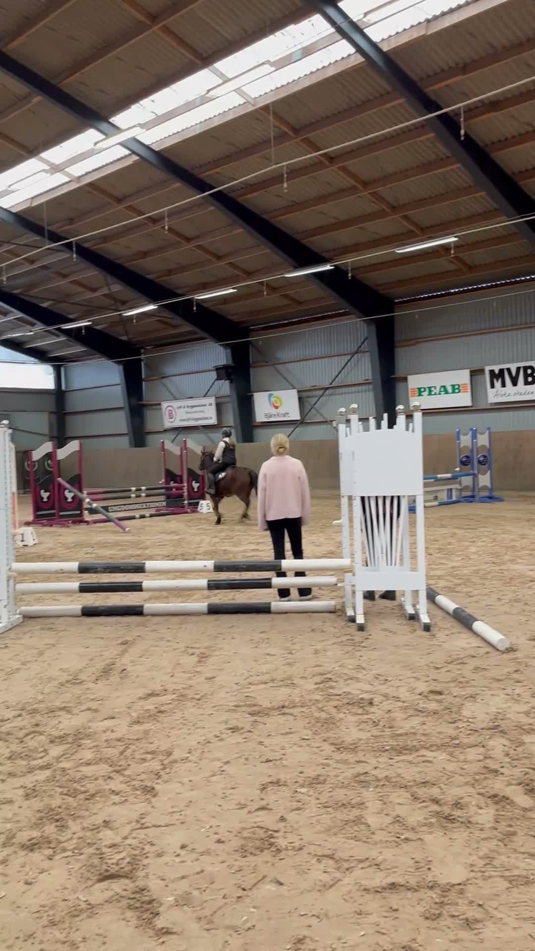Allround hästar till salu: Ponny man kan göra allt med - Video 4