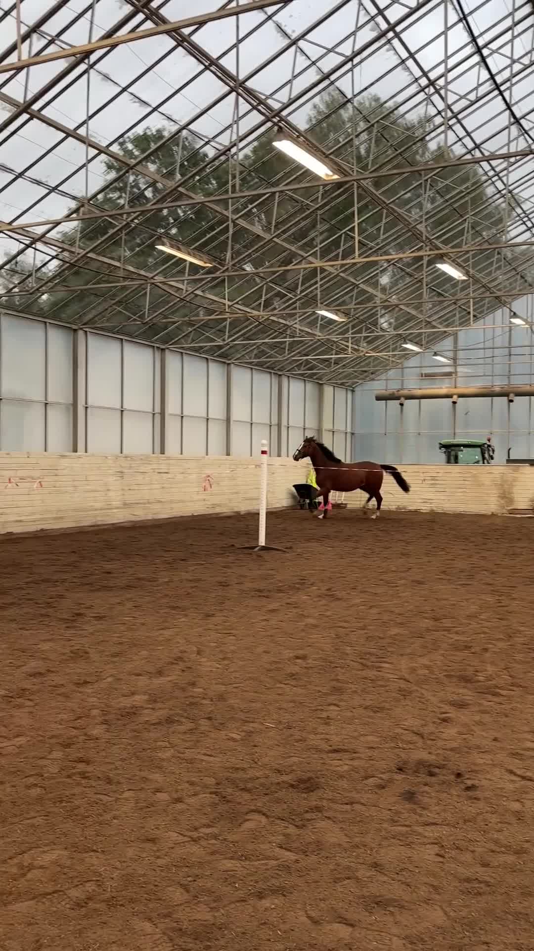Hoppning hästar till salu: Jättefint 3-årigt sto till ett bra pris!  - Video 1