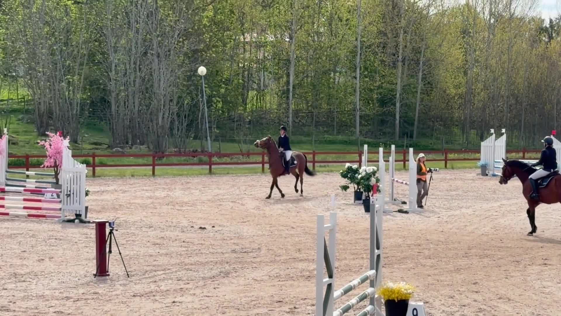 Hoppning hästar till salu: Trevligt 4-årigt sto - Video 1