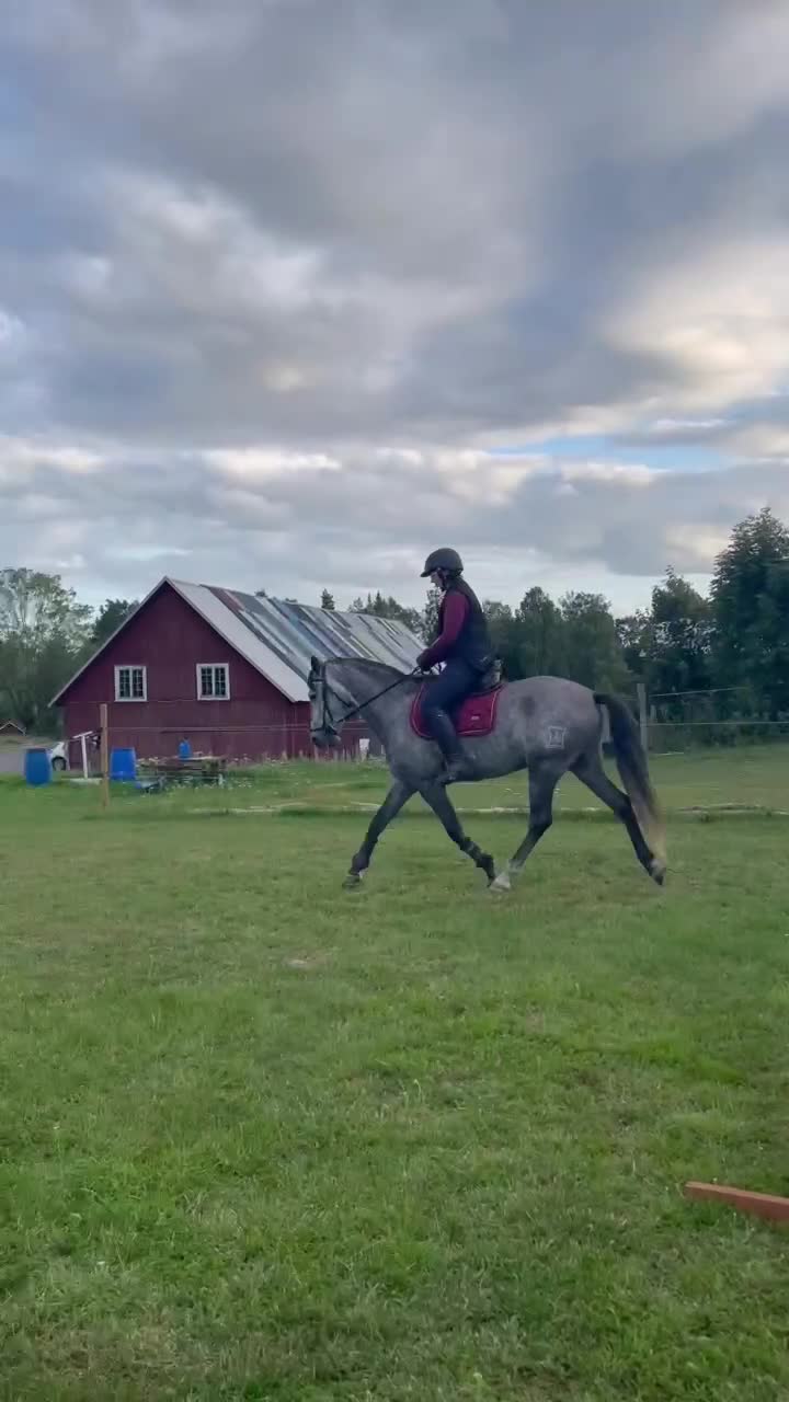 Allround hästar till salu: Hög kvalitet till bra pris  - Video 1