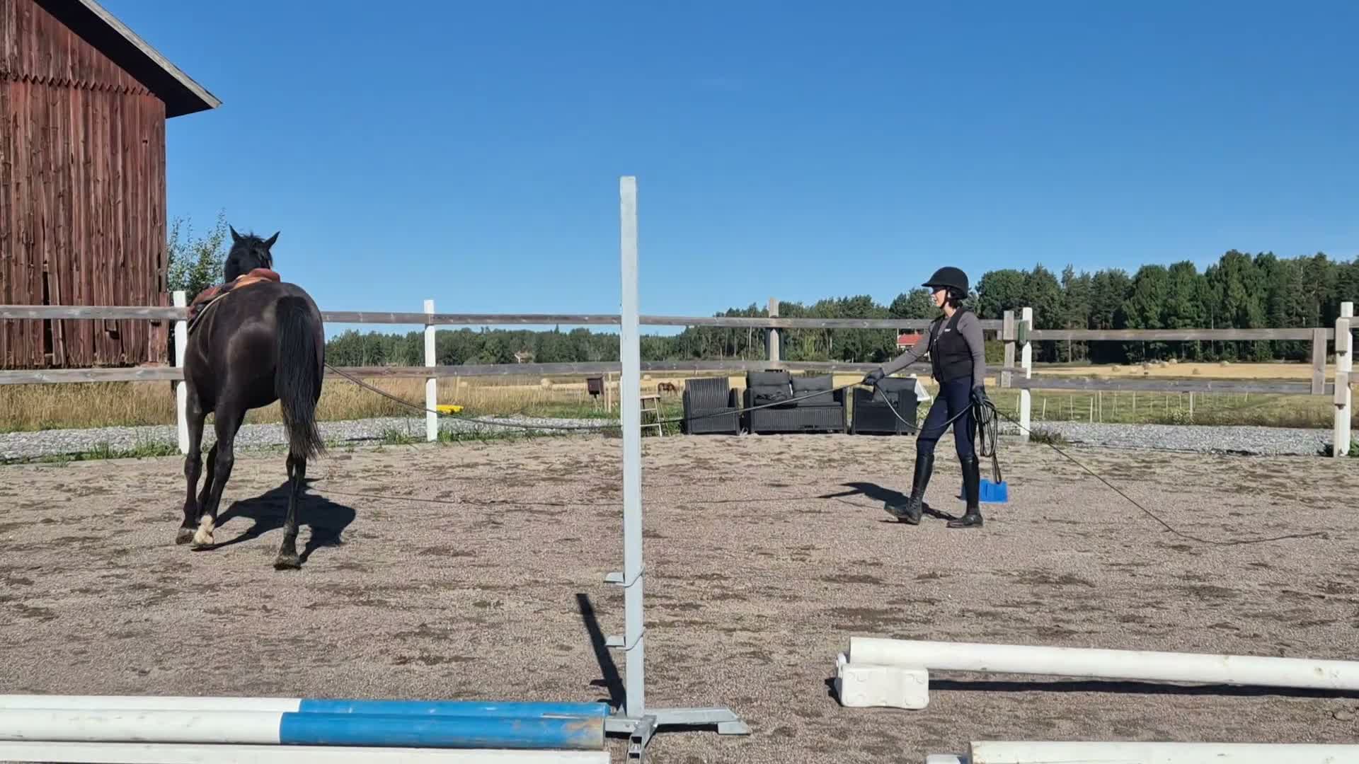 Dressyr hästar till salu: Trevlig, social och nyfiken valack.  - Video 1