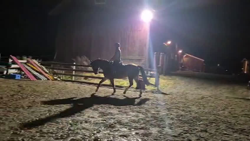 Allround hästar till salu: Känsligt sto som projekt eller avel  - Video 1