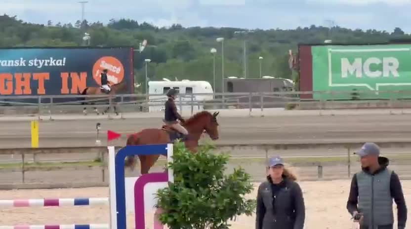 Hoppning hästar till salu: En bästa vän som blir vad du gör honom till! - Video 2