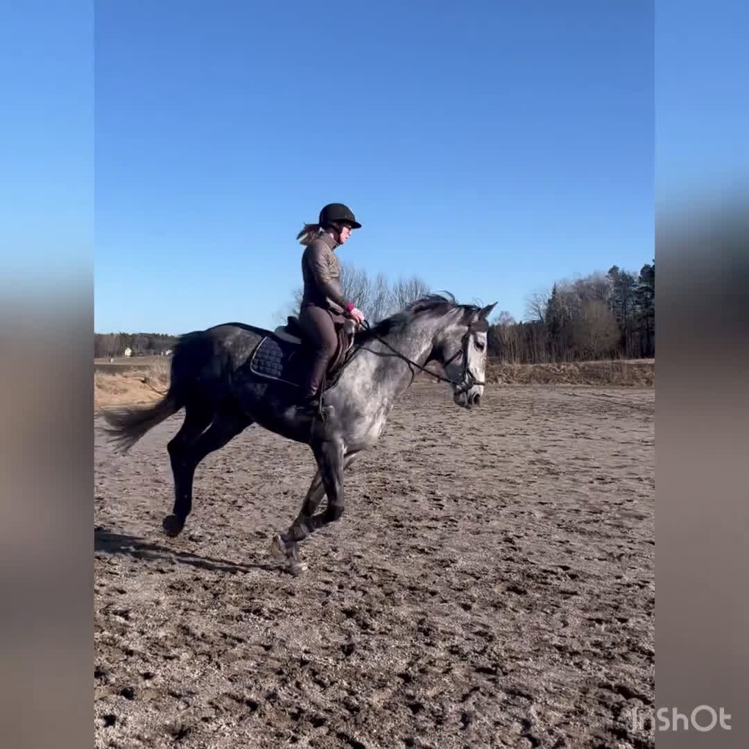 Allround hästar till salu: Trevligt Swb sto - Video 2