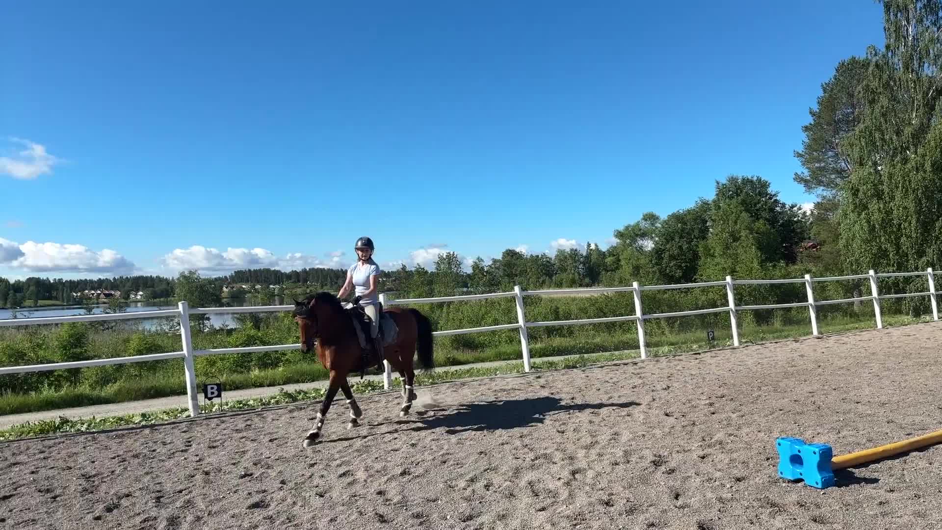 Dressyr hästar till salu: Dressyrponny med utstrålning  - Video 2