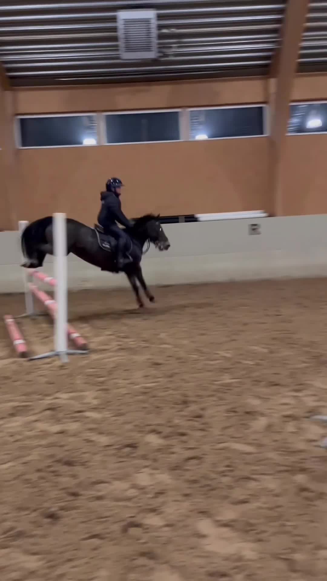 Allround hästar till salu: Pigg och framåt B- ponny med stor kapacitet!  - Video 2