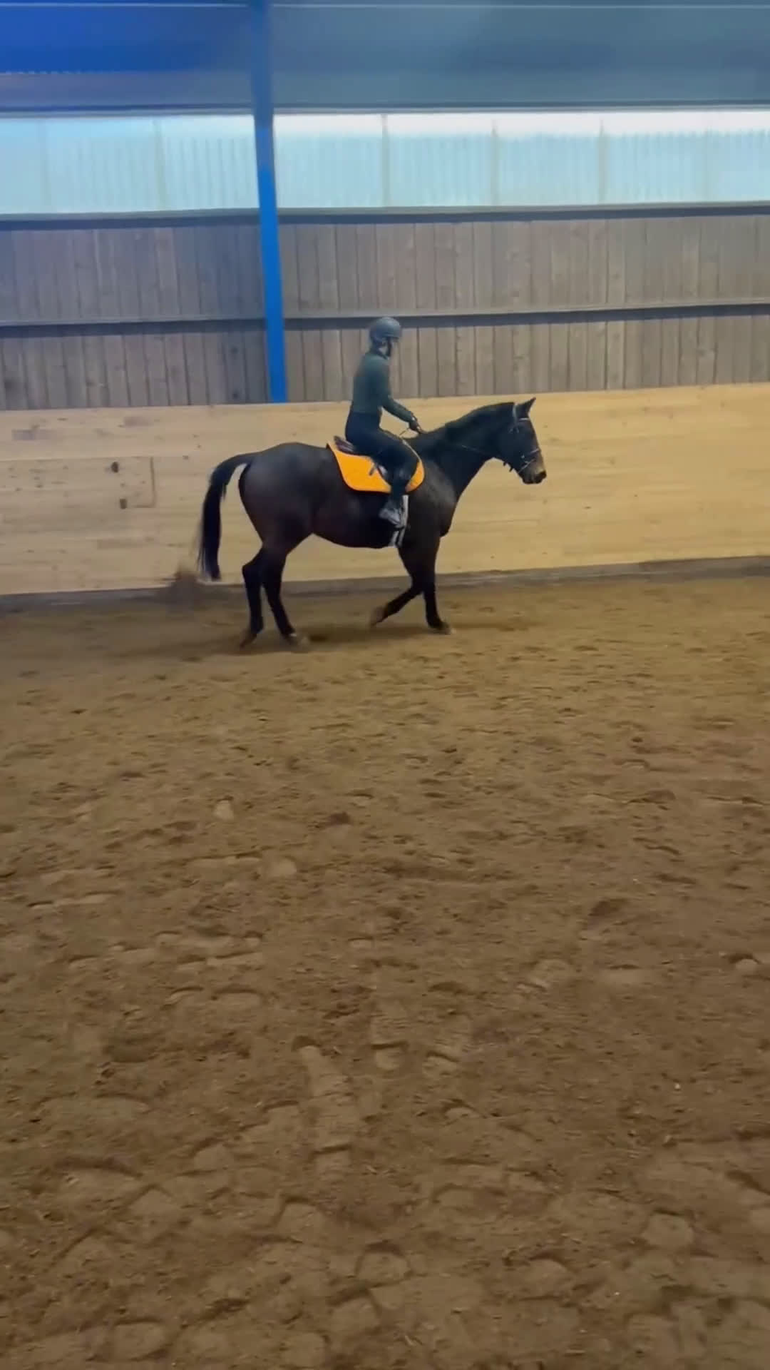 Dressyr hästar till salu: Fullblod med personlighet  i Uddevalla - Video 1