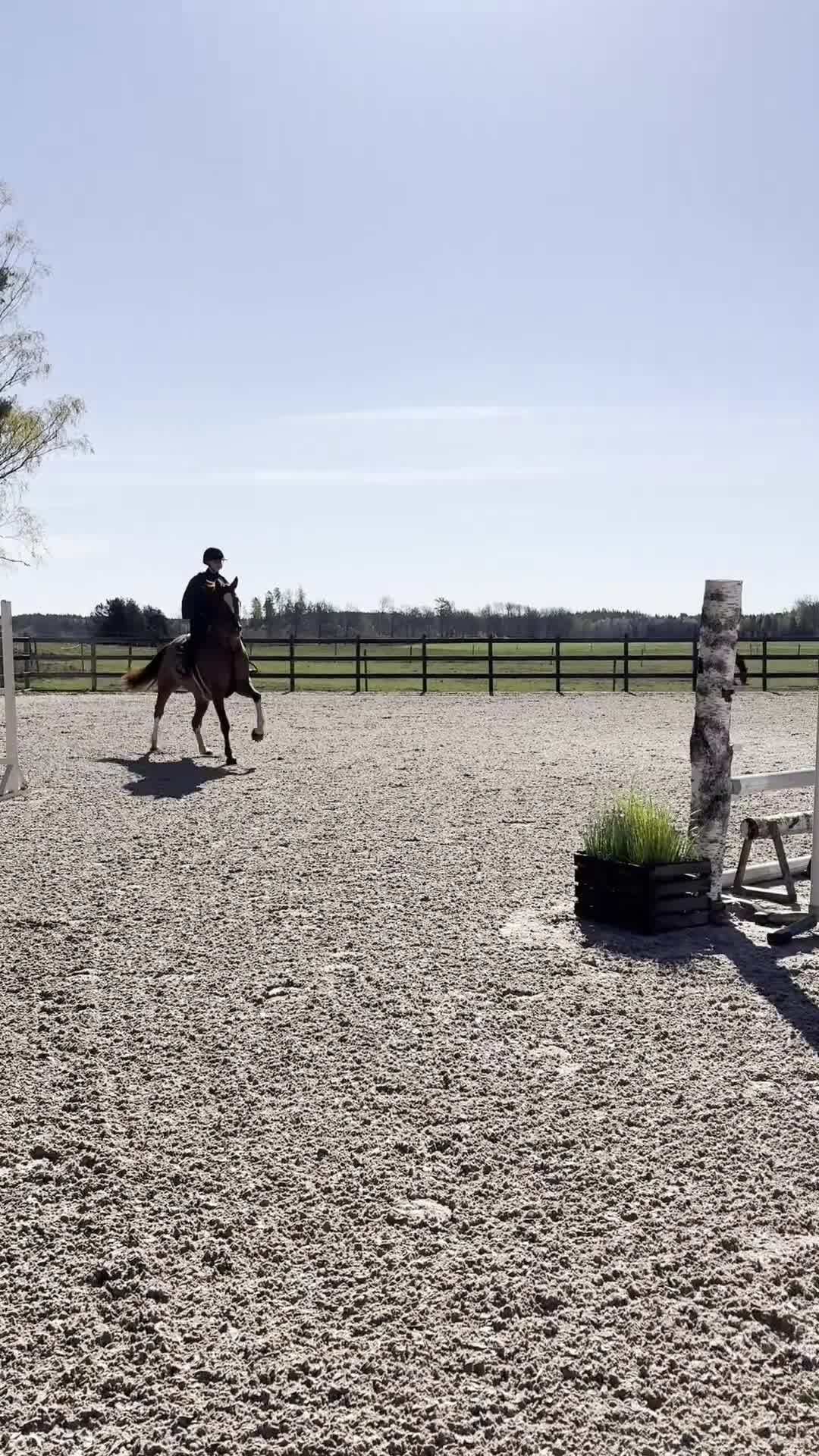 Hoppning hästar till salu: Underbar 4-åring - Video 1