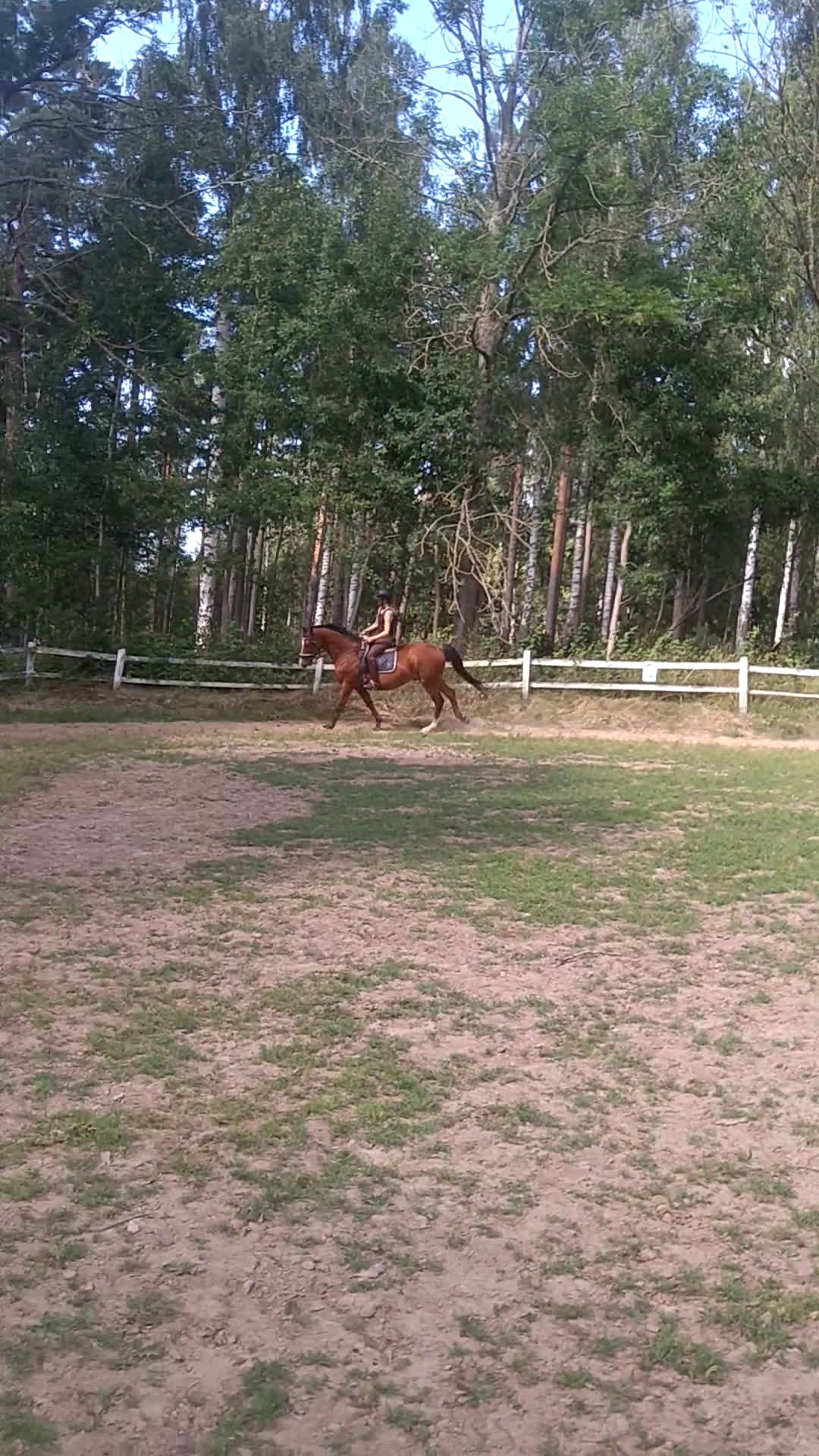 Dressyr hästar till salu: SWB valack i Tidan - Video 3