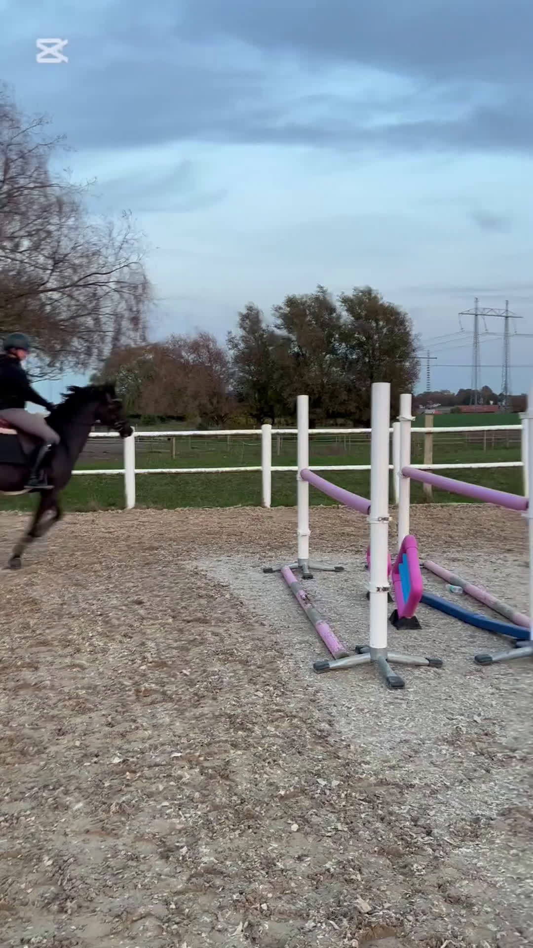 Dressyr hästar till salu: Välstammad D-ponny med kapacitet - Video 2